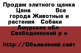 Продам элитного щенка › Цена ­ 30 000 - Все города Животные и растения » Собаки   . Амурская обл.,Свободненский р-н